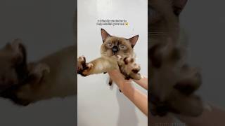 A Friendly Reminder To Help Stretch Your Cat Cat Stretching