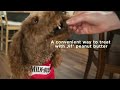Milk Bone Peanut Buttery Bites Soft Dog Treats with Jif Peanut Butter