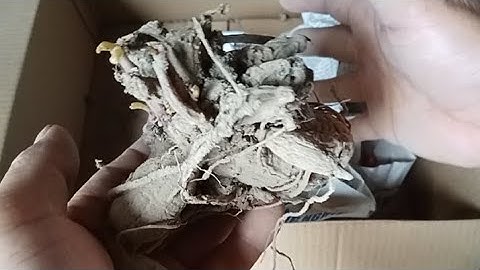 Cách Bảo Quản Củ Giống Hoa Thược Dược Đơn Giản Củ Không Bị Hỏng