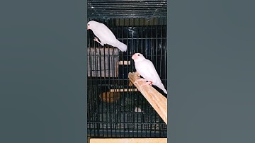 Java Rice Sparrow #youtubeshorts #ytshorts #shorts