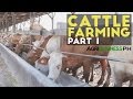 Cattle Farming Part 1 : Cattle Farming in the Philippines | Agribusiness Philippines