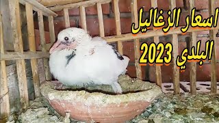 اسعار الزغاليل البلدي 2023