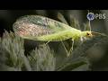 Lacewing LOVE is Noisier Than You Think | Deep Look
