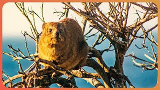 THE INCREDIBLE ADAPTATIONS OF AFRICAN WILDLIFE | REAL WILD