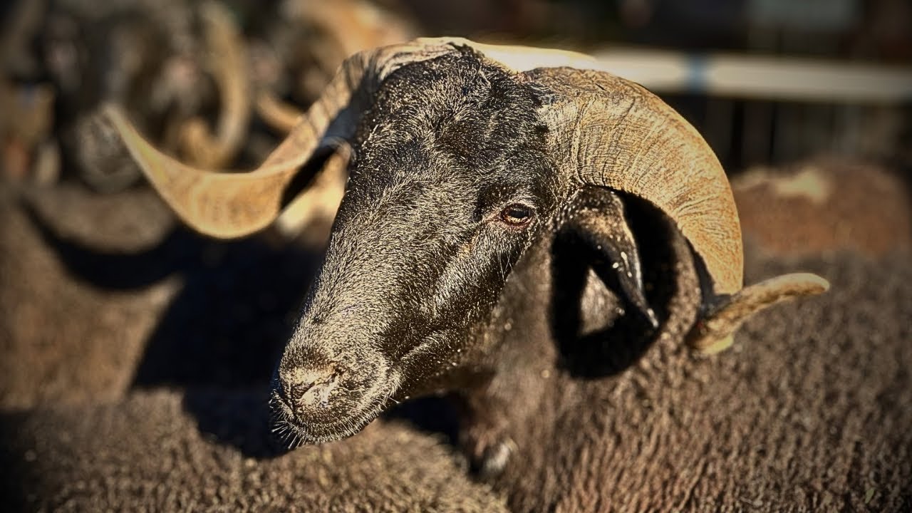 MEŞHUR KARA KOÇLAR PAZARDA | 2025 KURBANLIK KUZU FİYATLARI