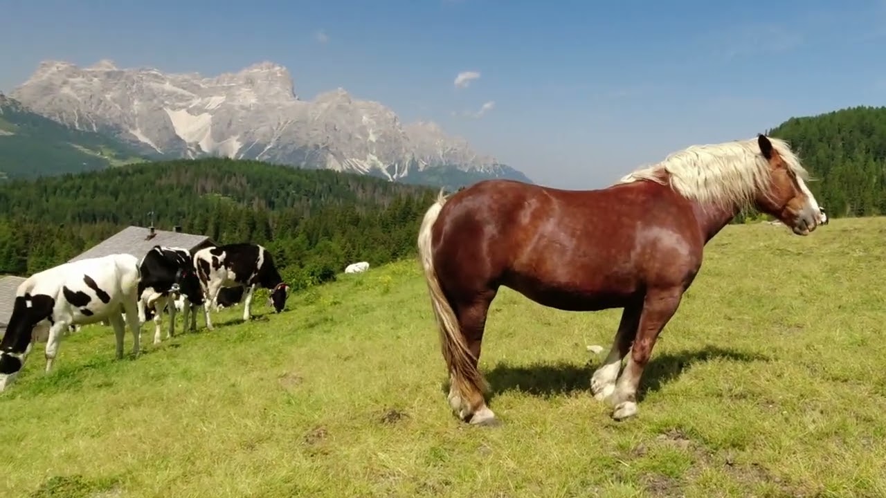 MALGHE COLTRONDO - NEMES - KLAMMBACH parziale anello dal Passo Monte Croce di Comelico