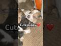 Cute ❤️🐶#trending #love #animals #cat #dog #shorts #ytshorts #explore #cute #sad