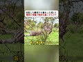 誕生した瞬間から始まった戦い！ 母親の本能が奇跡を起こすのか？ #シマウマ #野生動物 #アフリカの大自然 #動物の生態 #サバンナの世界