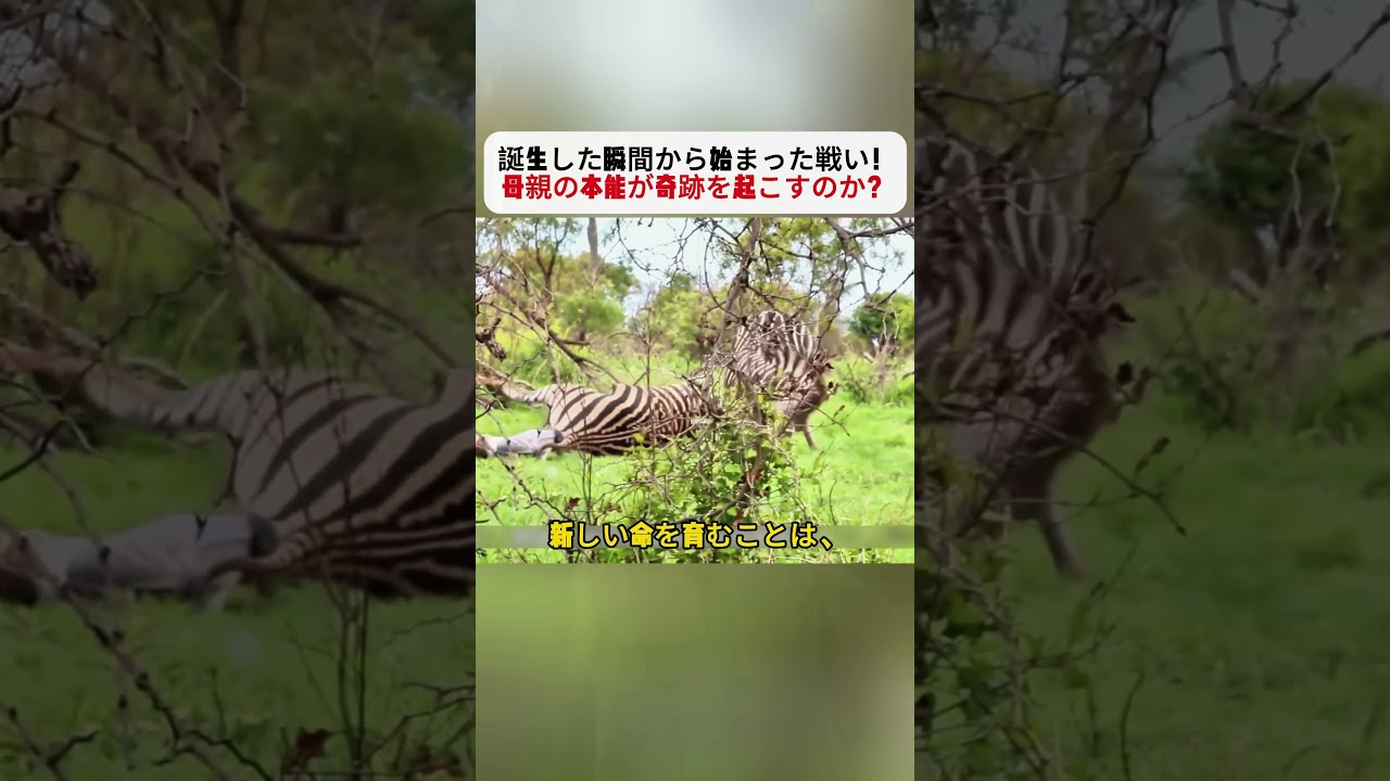 誕生した瞬間から始まった戦い！ 母親の本能が奇跡を起こすのか？ #シマウマ #野生動物 #アフリカの大自然 #動物の生態 #サバンナの世界