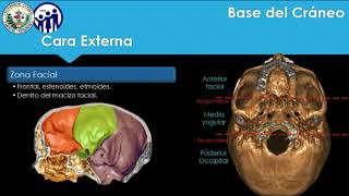 Anatomía de la Base del Cráneo