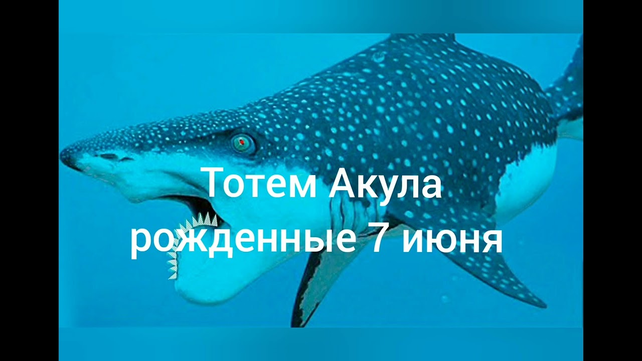 Тотем Акула рождённые 7 июня