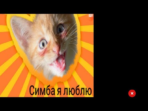 Симба я люблю тебя. Симба я люблю тебя simbachka. Король лев 2 киара и кову любовь. Песня симбы симба я люблю тебя. Песня simba я люблю тебя.