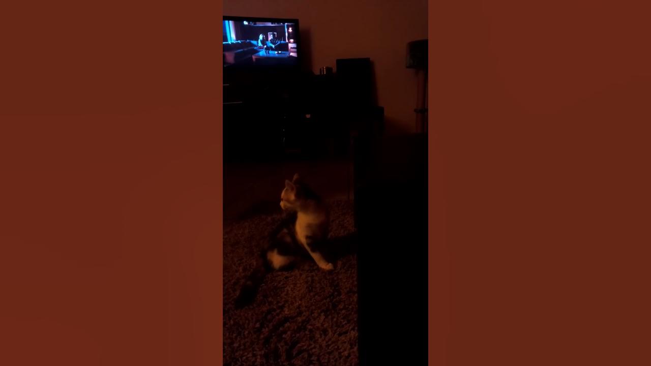 chat qui regarde la tv YouTube