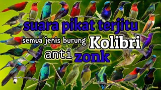 suara pikat semua jenis burung Kolibri paling ampuh 2022 || mp3 pikat anti zonk