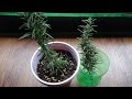 Propagate Herbs - Propagating Rosemary From Cuttings