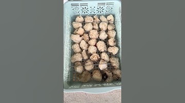 Trứng Ốc Bươu Xanh Khủng như nào ?  #hieuthuysan #ocbuouden #ocnhoi