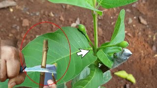 BONGKAR 100 %  AGAR JAMBU GUAVA CEPAT BERBUAH /How to guava grafting tree/SUBT