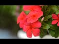 Suy Niệm Lời Chúa, Ngày 14/06/2026, Chúa nhật tuần XI Thường Niên