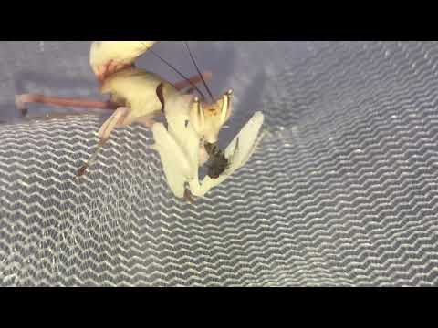 Praying mantis eats fly ALIVE!!