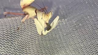 Praying mantis eats fly ALIVE!!