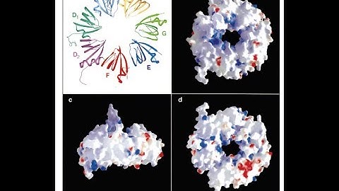 Autoimmune Array