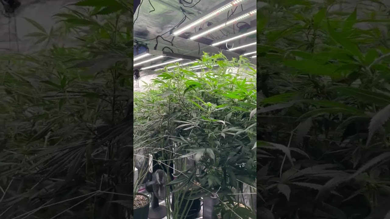 Mars hydro fc-e 4800 