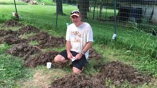 Planting Pumpkins For The Perfect Halloween Jacko'lantern