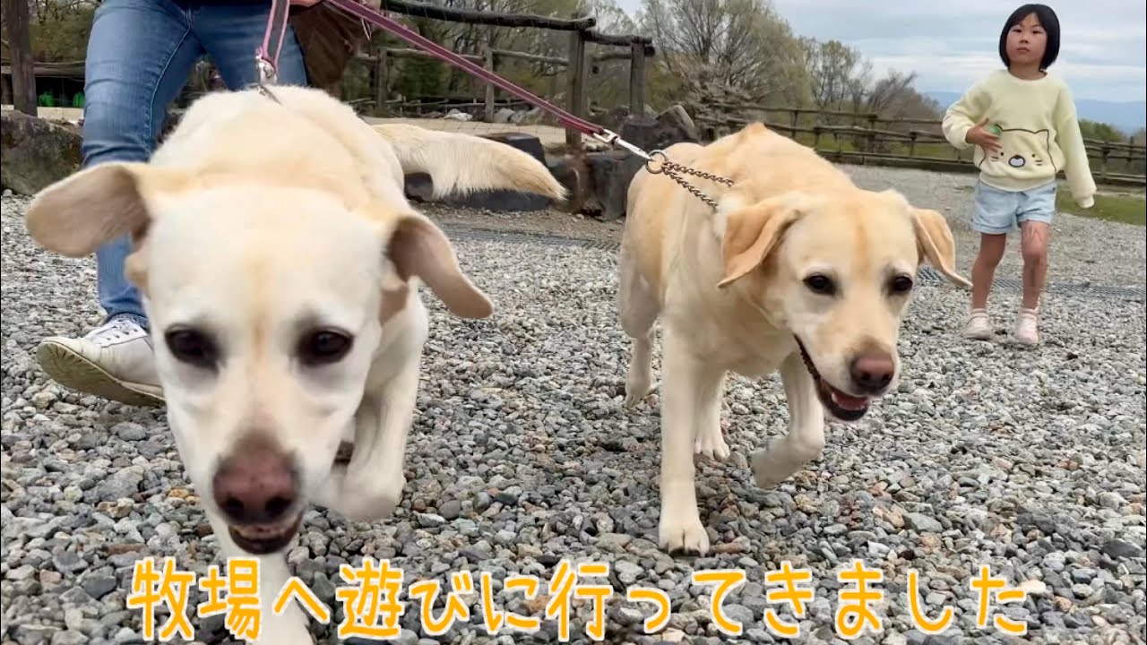 【前編】ワンちゃんOK!の牧場へ行ってきました。那須高原南ヶ丘牧場