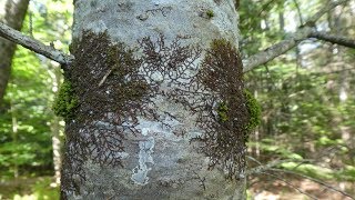 Nature Moments The Odd Thing About Mosses