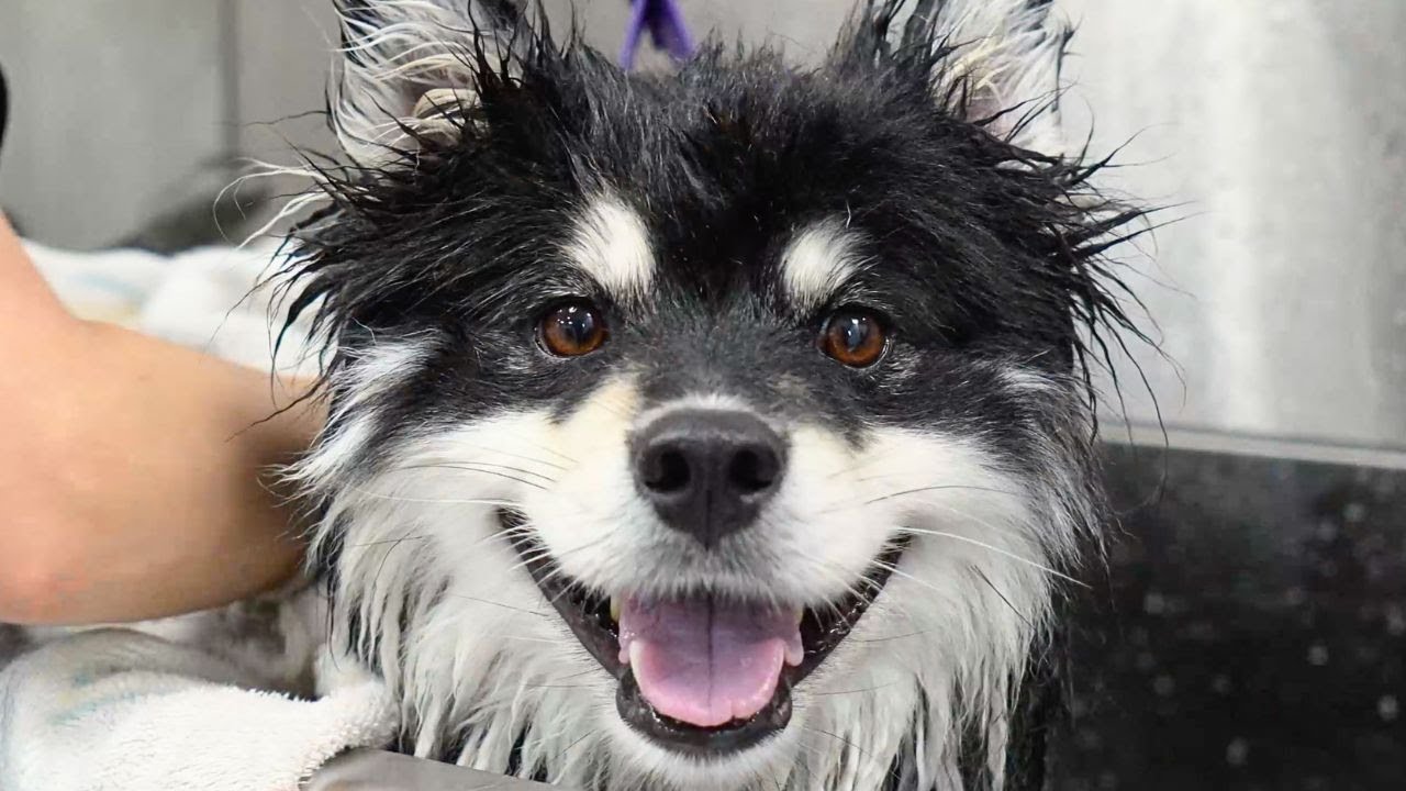 Imagine adopting a dog...and ending up with THIS?😂 The owners were NOT prepared.