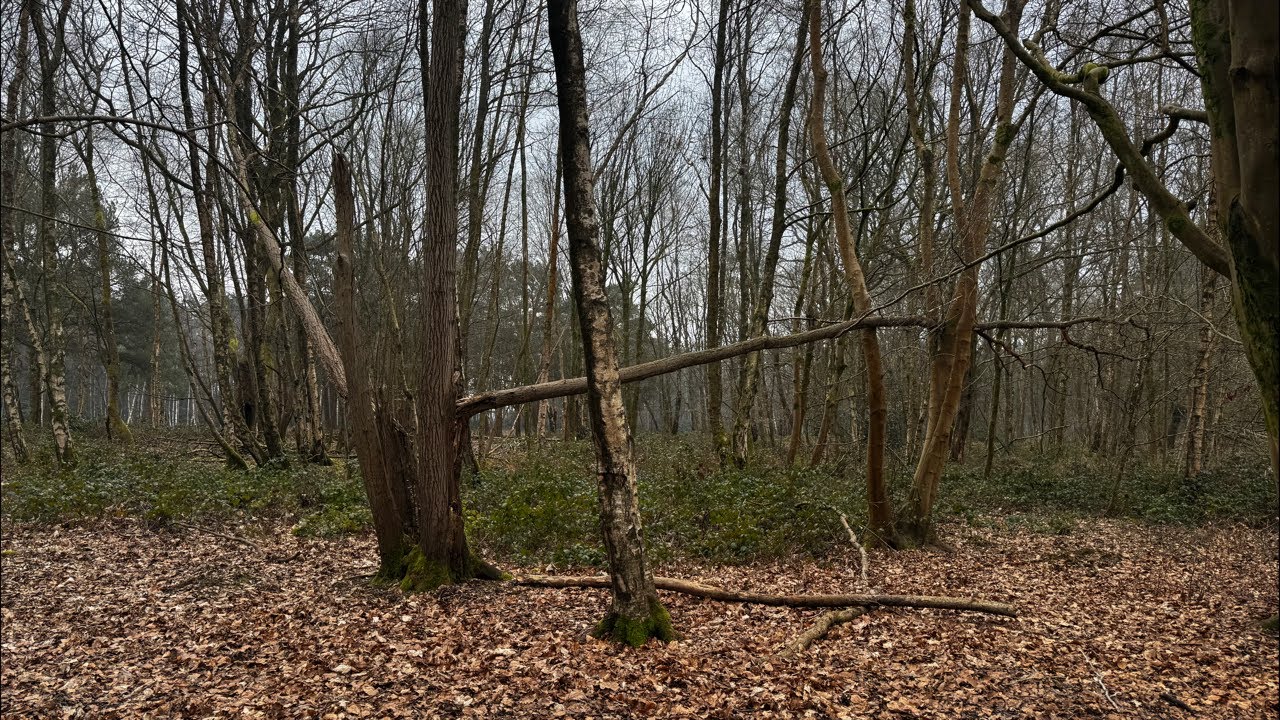 Informazione 📰 sulle vite passate.