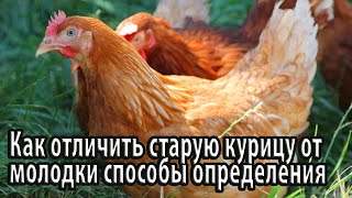 Как отличить старую курицу от молодки способы определения молодой курицы