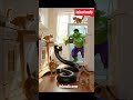 Cat and snake|cute cat|cute dog#story #facts #cartoon #hulk