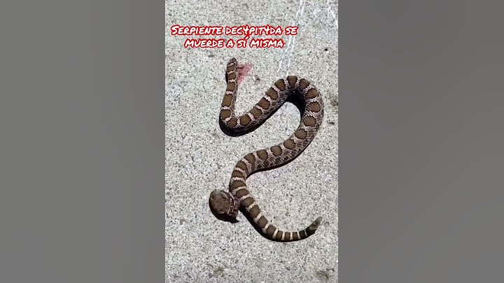 Serpiente sin cabeza se muerde a sí misma #shorts #viral #trending