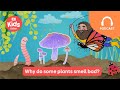 Why do some plants smell bad? 💩 | Gardening Australia Junior PODCAST | ABC Kids listen