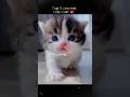 Top 5 Craziest Cat Moments 😂😹 | Cats Being Absolute Menaces