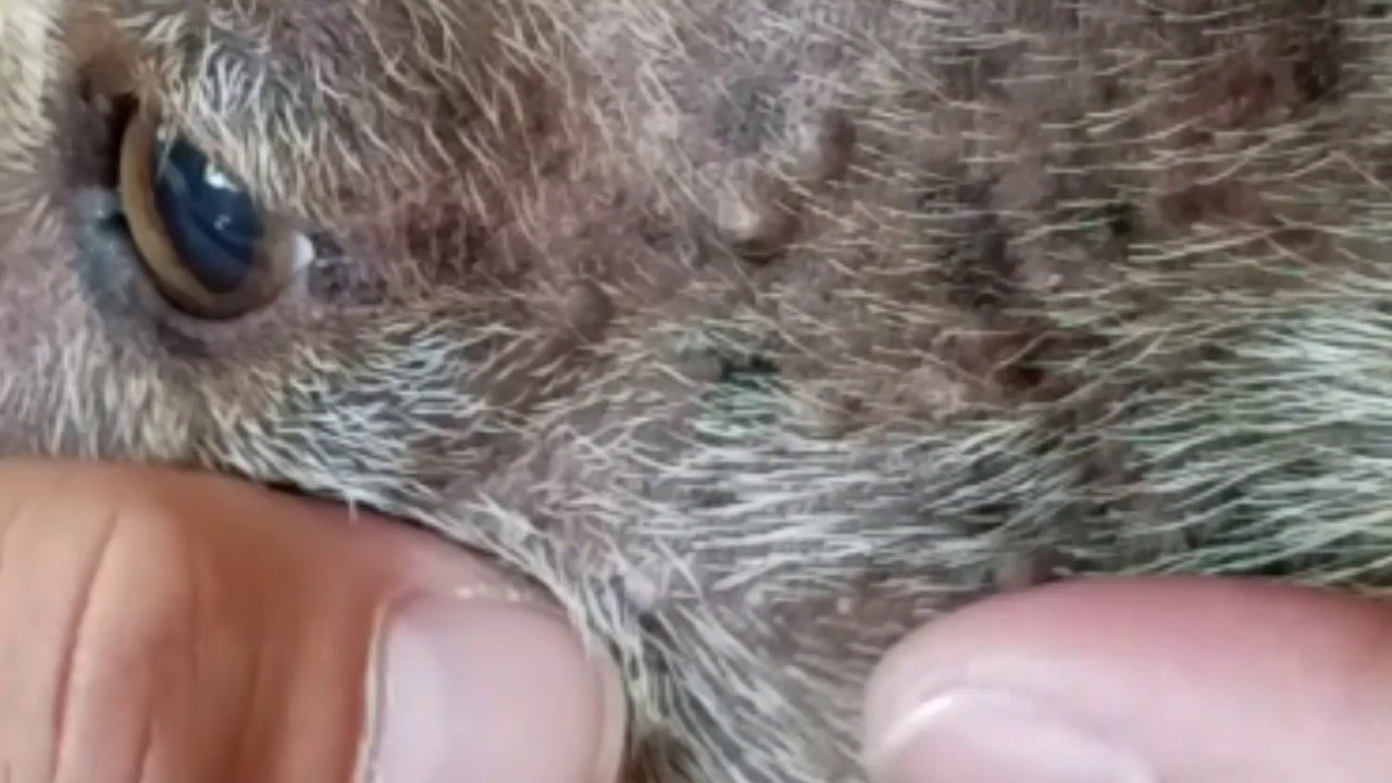 Blackhead Extraction On Xolo Dog Session 1 Part C Zoomed Youtube