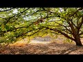 Arbol frondoso | Bosque de la primavera Episodio #2