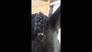 Forelock Plait