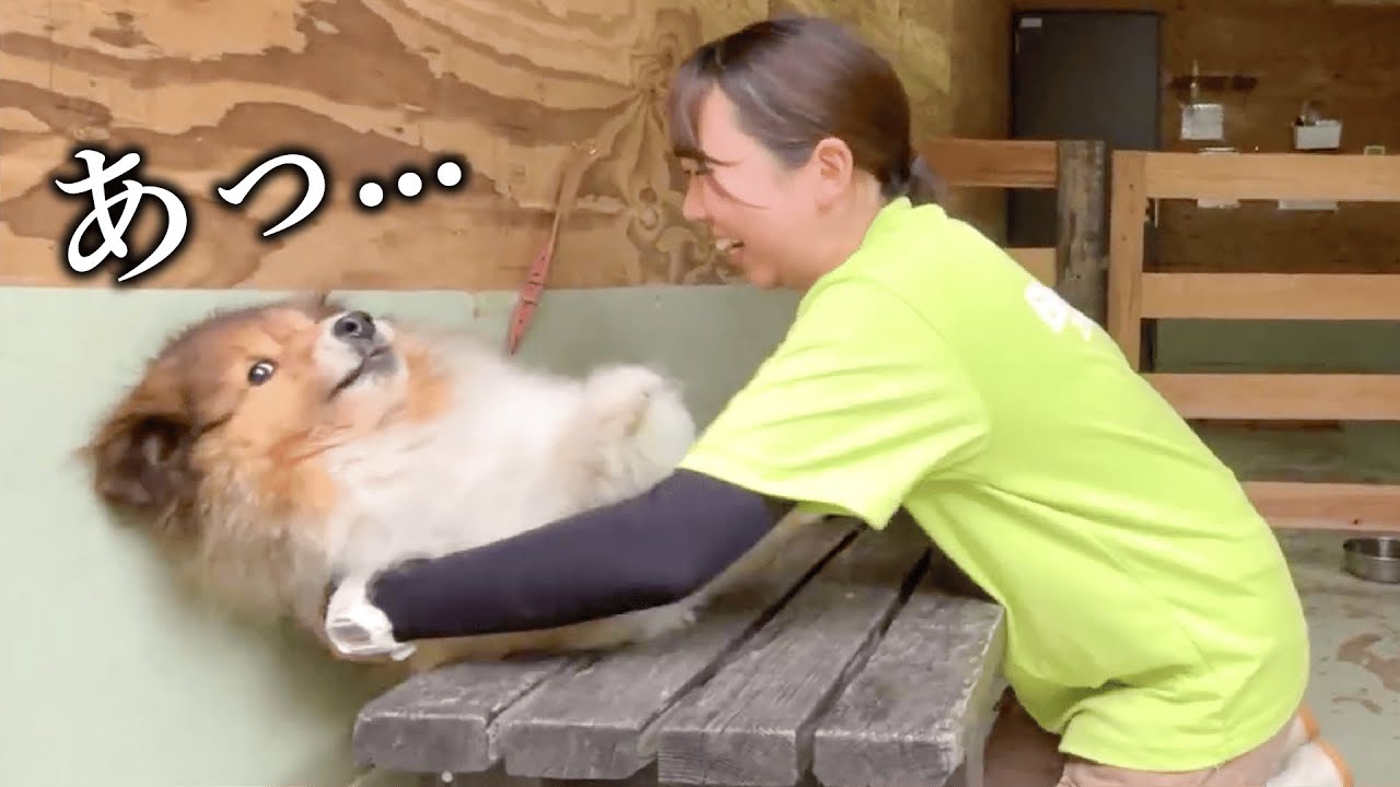 運動神経が乏しい犬は、トリミングも超大変でしたwww