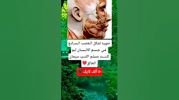 صوره لشكل الـعصب الـســابـع فـي جـسـم الانـســان لــو كـنـــت مسلـم اكـتـب سبحان الخالق اكسبلور 