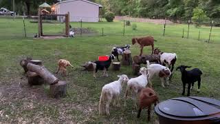 Goat Cough Is Perfectly Normal If U See The Goats Chew Directly After Coughing.
