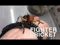 Daily bug show | Episode 1 | Fighter cricket