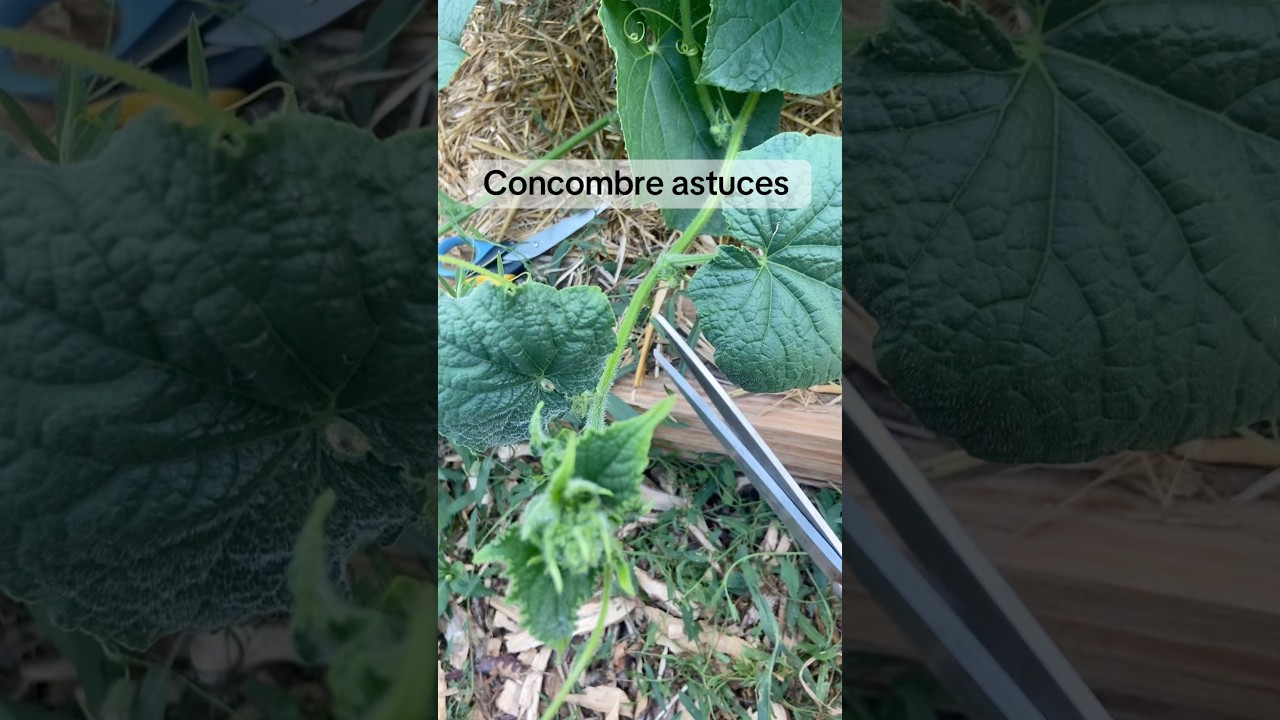 #potager #jardin #astuce #naturelovers