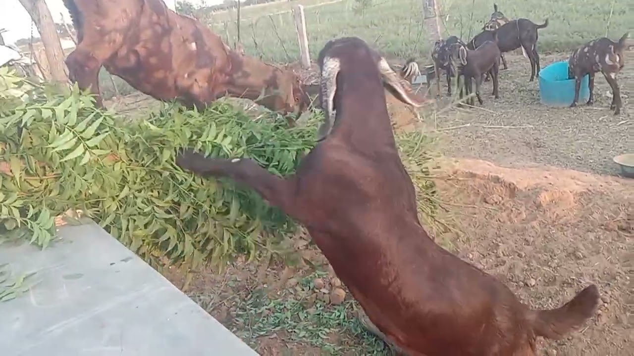 सुरेंद्र फॉर्म पादुकलां