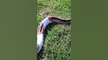 Male and Female Pieds (Piebald) Ball Python | Python Regius #naturalinstincts
