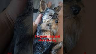 Akira, the Yorkie, Dozing While Getting Groomed