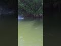 Fl water is no joke #sharks