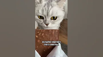 Эти твои действия сокращают жизнь кошке  #кот #коты #shorts