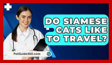 Do Siamese Cats Like To Travel? - PetGuide360.com